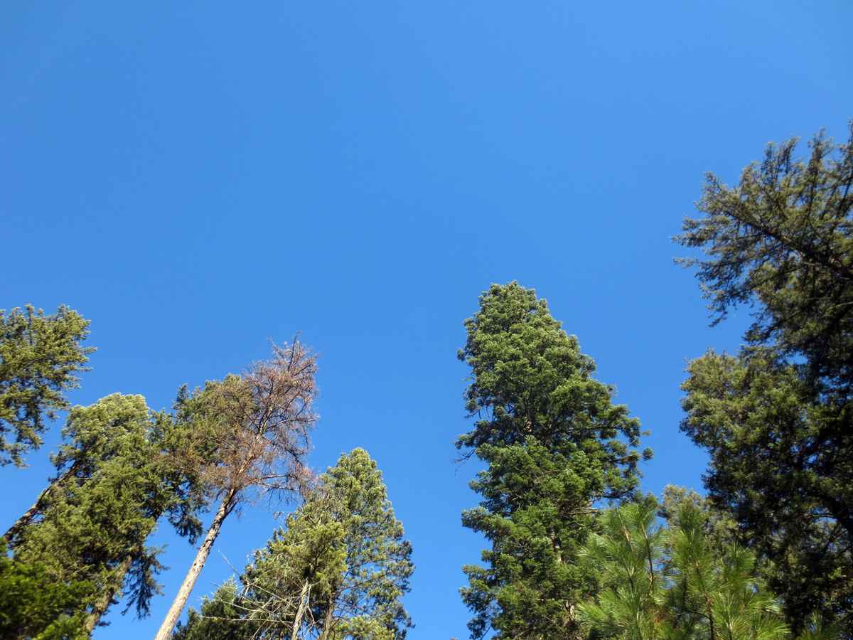 Tree tops by Susan Fluegel